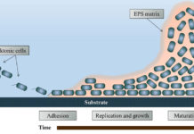 Biofilm-formation-over-time