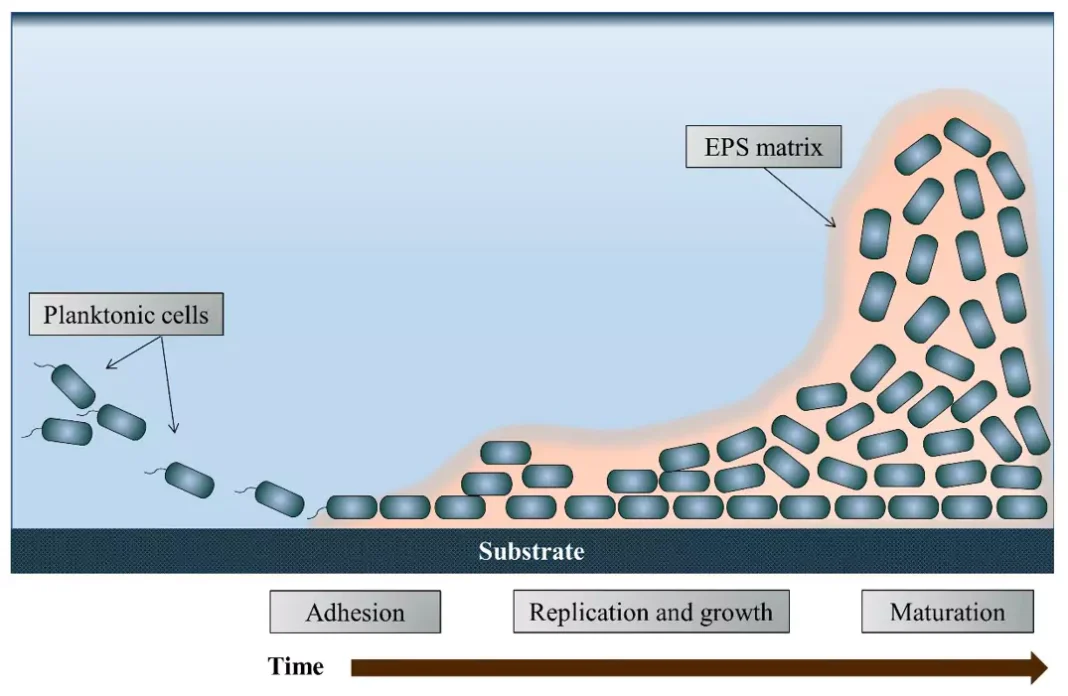 Biofilm-formation-over-time