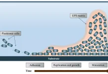 Biofilm-formation-over-time