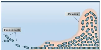 Biofilm-formation-over-time