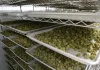 cannabis-storage