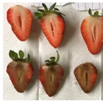 plant-vaccines-fig2