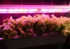 UV Treatment - Lettuce