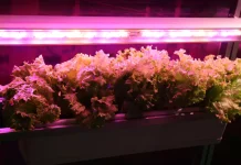 UV Treatment - Lettuce