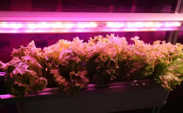 UV Treatment - Lettuce